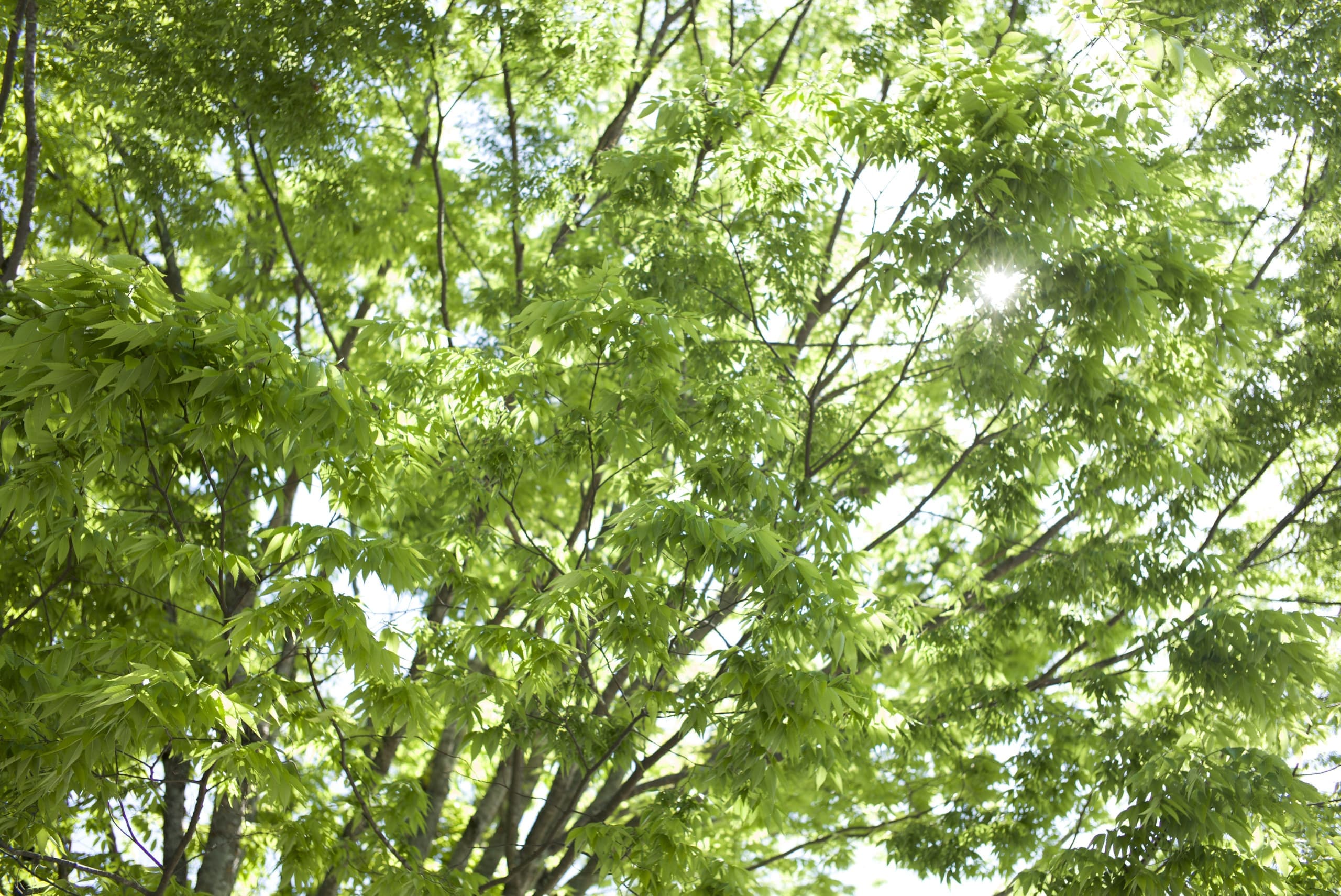 l1002380.jpg